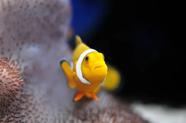 Θαλάσσια Ψάρια Ocellaris Clownfish — Φωτογραφία Αρχείου