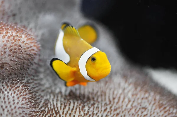 Pez Marino Ocellaris Clownfish —  Fotos de Stock