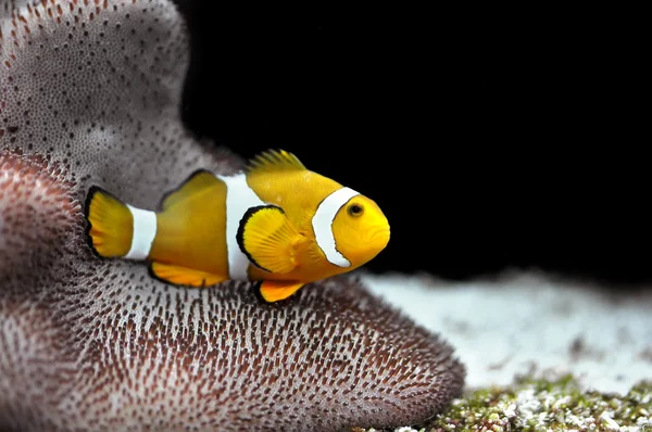 Морська Риба Клоун Ocellaris — стокове фото
