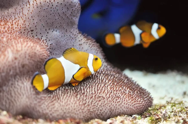 海洋魚 カクレクマノミ — ストック写真