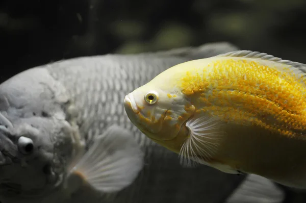 Яскраво Жовта Риба Акваріумі — стокове фото