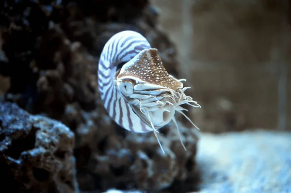 鹦鹉螺号 pompillius — 图库照片