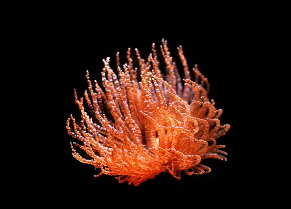 Czerwony anemonu — Zdjęcie stockowe