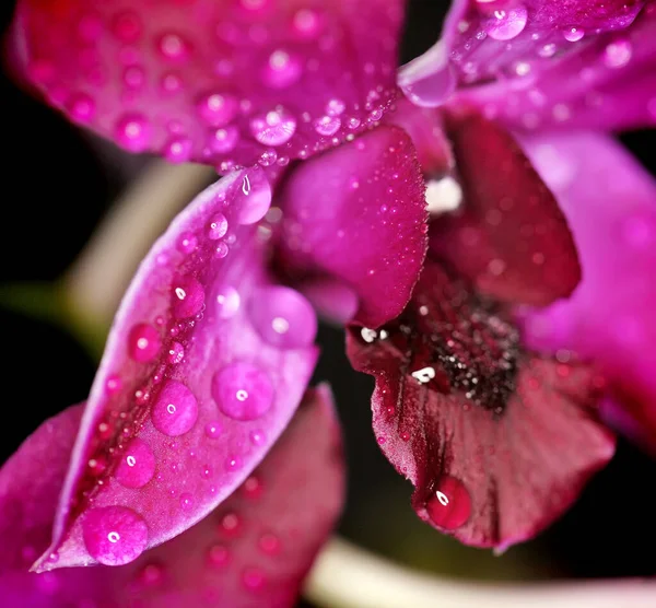 Tautropfen Auf Blatt Orchidee — Stockfoto
