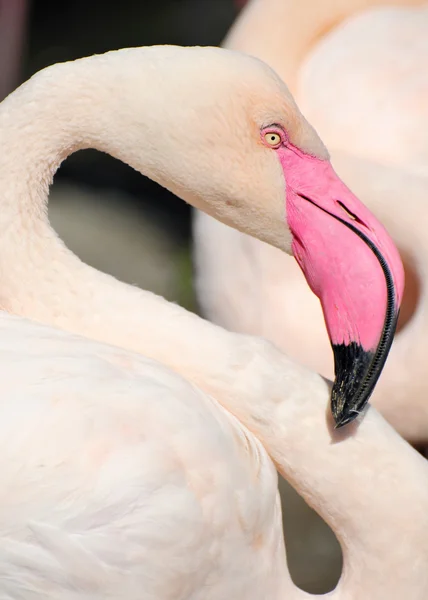 Vogel.. — Stockfoto