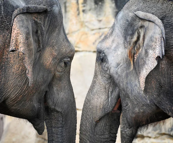 Los Detalles Cabeza Del Elefante Indio — Foto de Stock