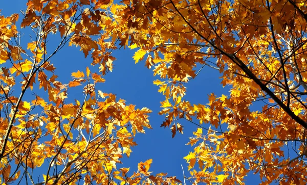 Kleuren Van Herfst Kleurrijke Bladeren — Stockfoto