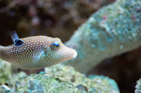 アクアリウムの熱帯サンゴ礁の魚たち — ストック写真