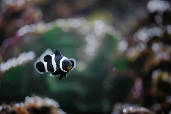 Marine Fish Ocellaris Clownfish — Stock Photo, Image