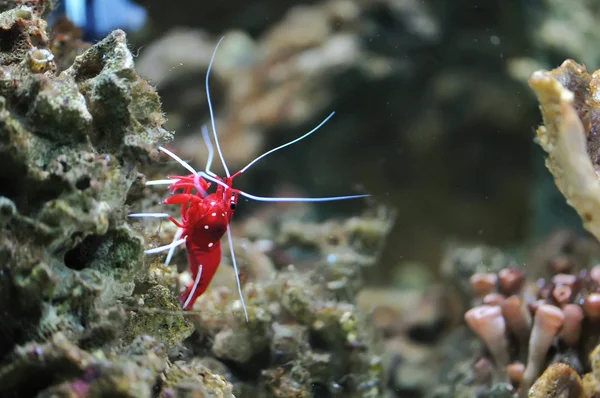 Skaldjur Den Lilla Röda Hummern — Stockfoto