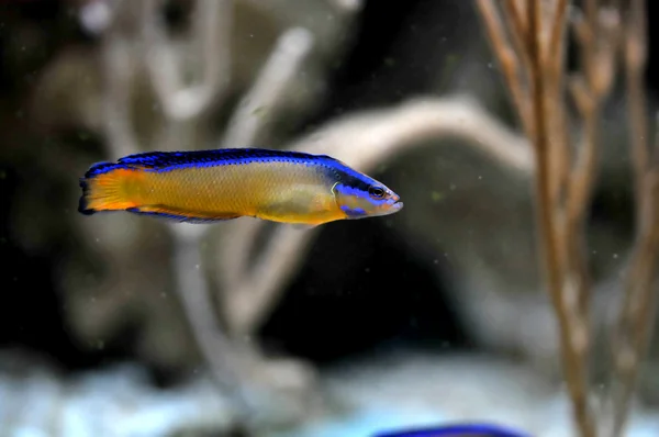 Foto Van Coral Reef Tropische Vissen — Stockfoto