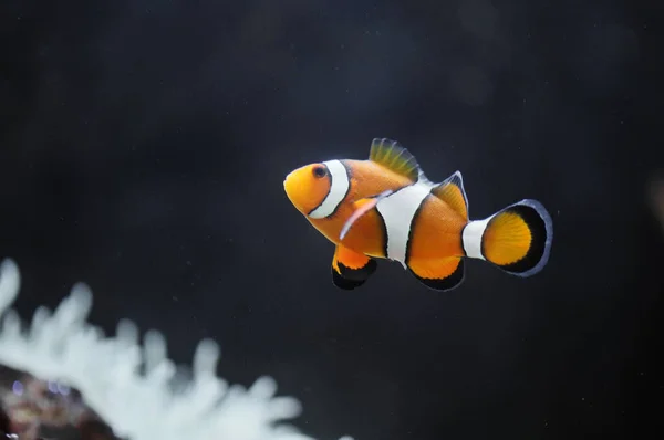 海洋魚 カクレクマノミ — ストック写真