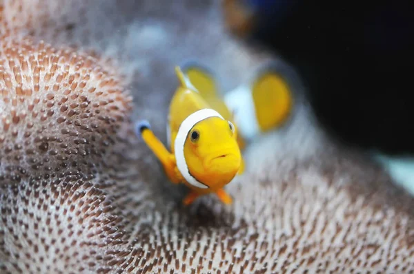Nemo... —  Fotos de Stock