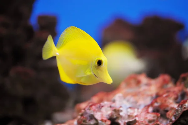 Κίτρινο ψάρι — Φωτογραφία Αρχείου