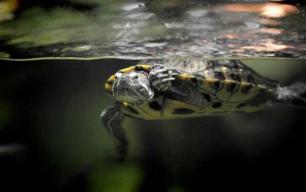 Schildpad Het Aquarium Zwemmen — Stockfoto