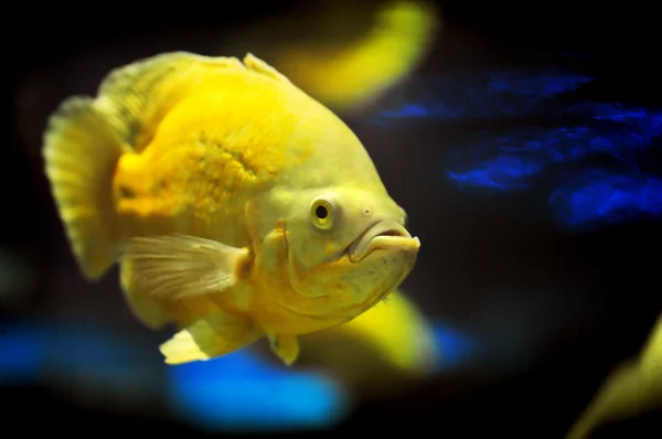 Jasny Żółty Ryb Akwarium — Zdjęcie stockowe