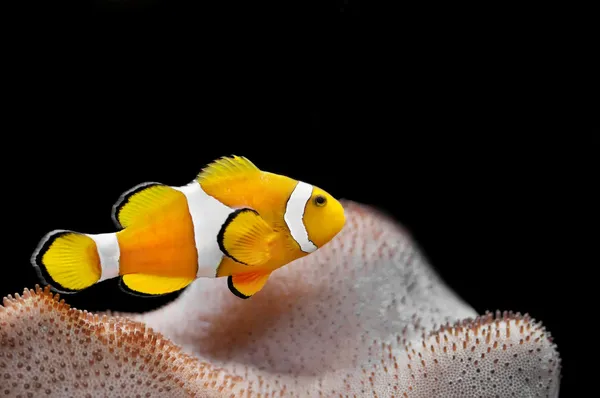 Морская Рыба Ocellaris Clob Fish — стоковое фото