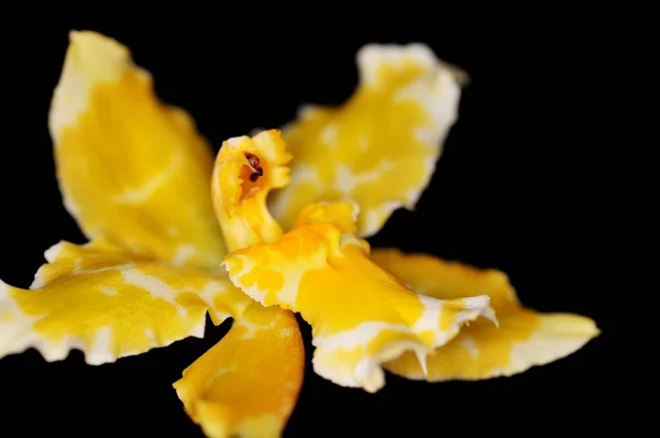 Das Detail Gelb Weiße Orchideenblume — Stockfoto