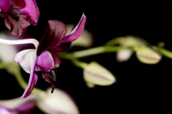 Detal Fioletowy Kwiat Orchidei — Zdjęcie stockowe