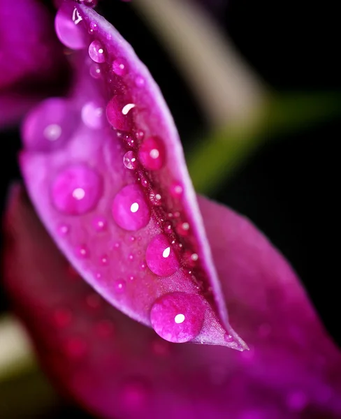 Drops Dew Leaf Orchid — Stock Photo, Image