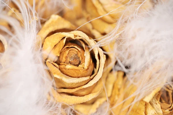 Dry Roses White Feathers — Stock Photo, Image