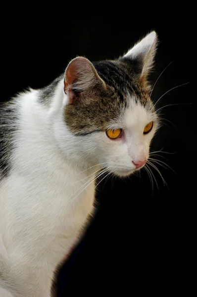 Black White Cat Yellow Eyes — Stock Photo, Image