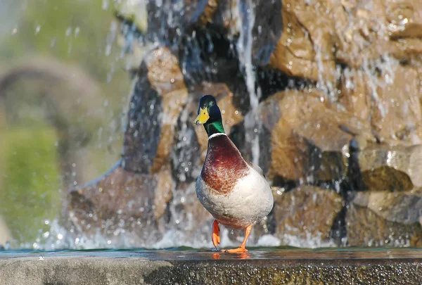 Ördek — Stok fotoğraf
