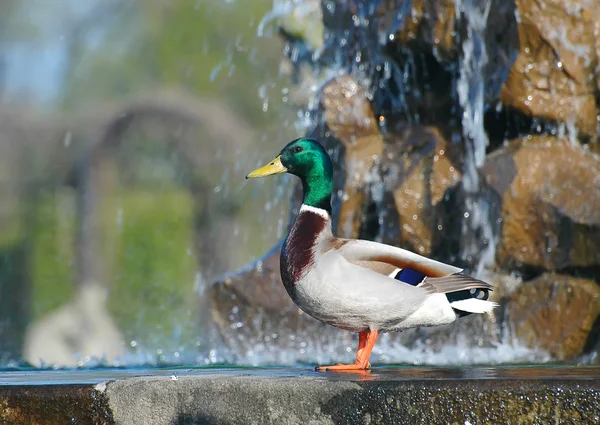 Ördek — Stok fotoğraf
