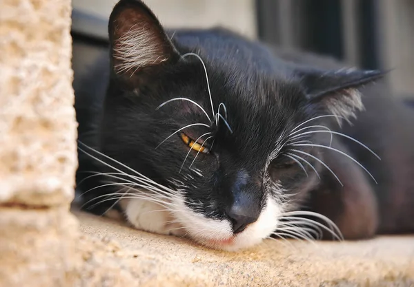 The cat — Stock Photo, Image