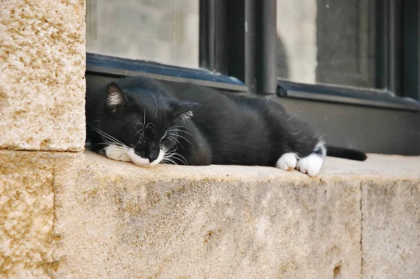 The cat — Stock Photo, Image