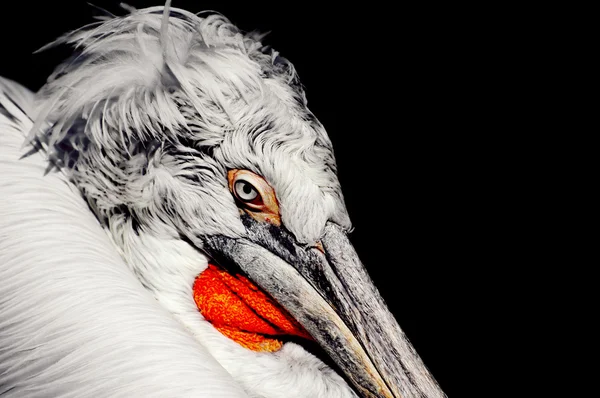 stock image Pelican