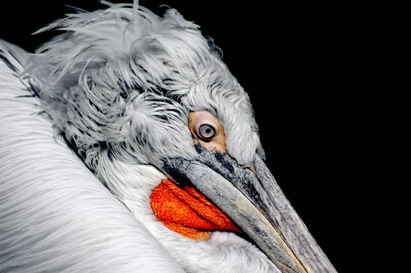 stock image Pelican