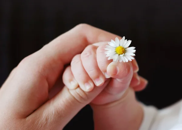 Blume und Hand — Stockfoto
