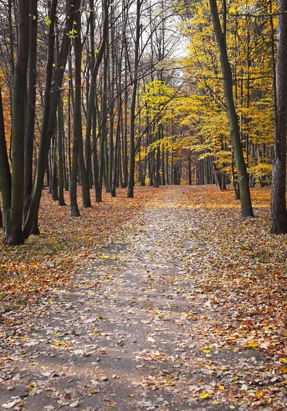 Pathway — Stock Photo, Image