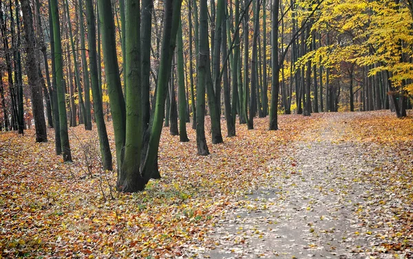 Pathway — Stock Photo, Image