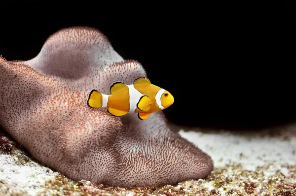 Clownfish — Stock Photo, Image