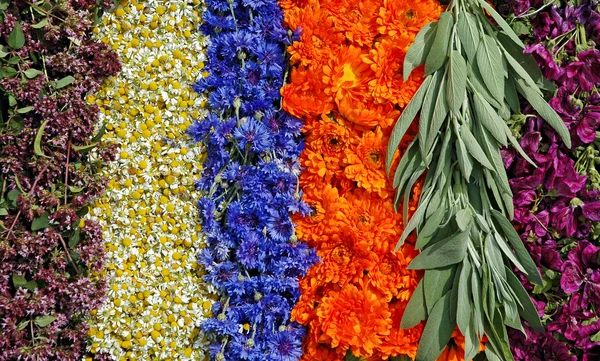 Thyme,chamomile,cornflower,marigold,sage,mallow — Stock Photo, Image