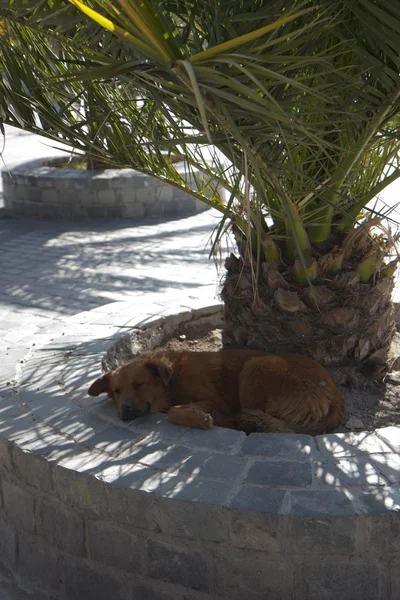 Chilean Dog Sleeping Palm Santiago — Stock Photo, Image