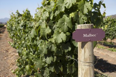 Vineyard - rows of Malbec vine plants clipart
