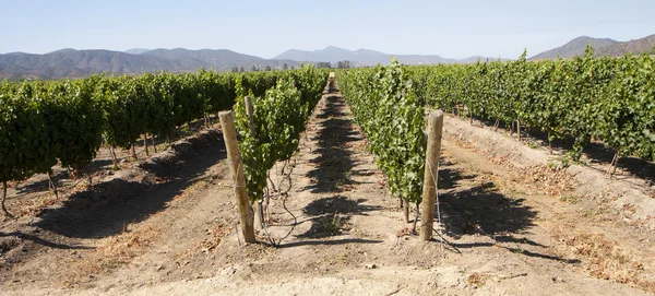 Vineyard Rows Vine Plants — Stock Photo, Image