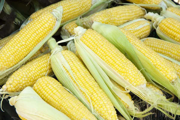 stock image Heap of corn at a vegetable market