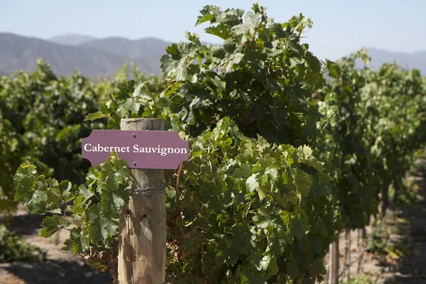 Vineyard Rows Cabernet Sauvignon Vine Plants — Stock Photo, Image
