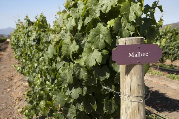 Vineyard Rows Malbec Vine Plants — Stock Photo, Image