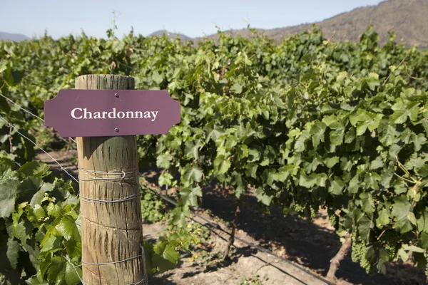 Vinha Linhas Plantas Videira Chardonnay — Fotografia de Stock