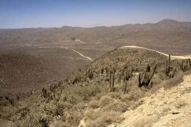 Cactuses in desert clipart