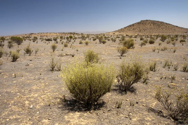 세미 사막에서 부시 대통령은 — 스톡 사진