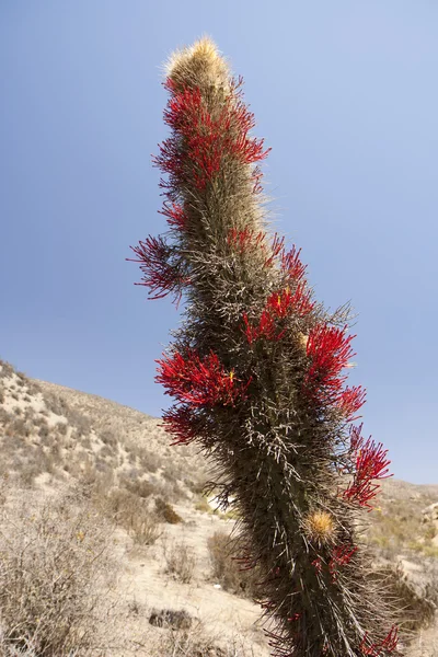 Detalj Blommande Kaktus Öknen — Stockfoto