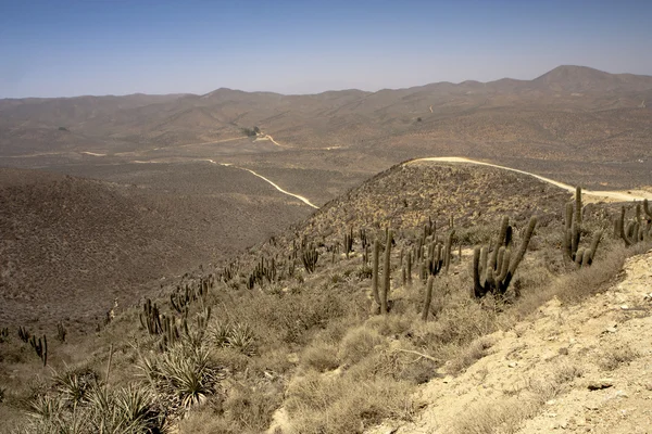 Cactus en el desierto — Foto de Stock