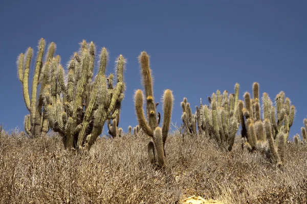 Kaktusy Dzikich Górskich Pustyni — Zdjęcie stockowe