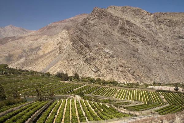 stock image Elqui valley